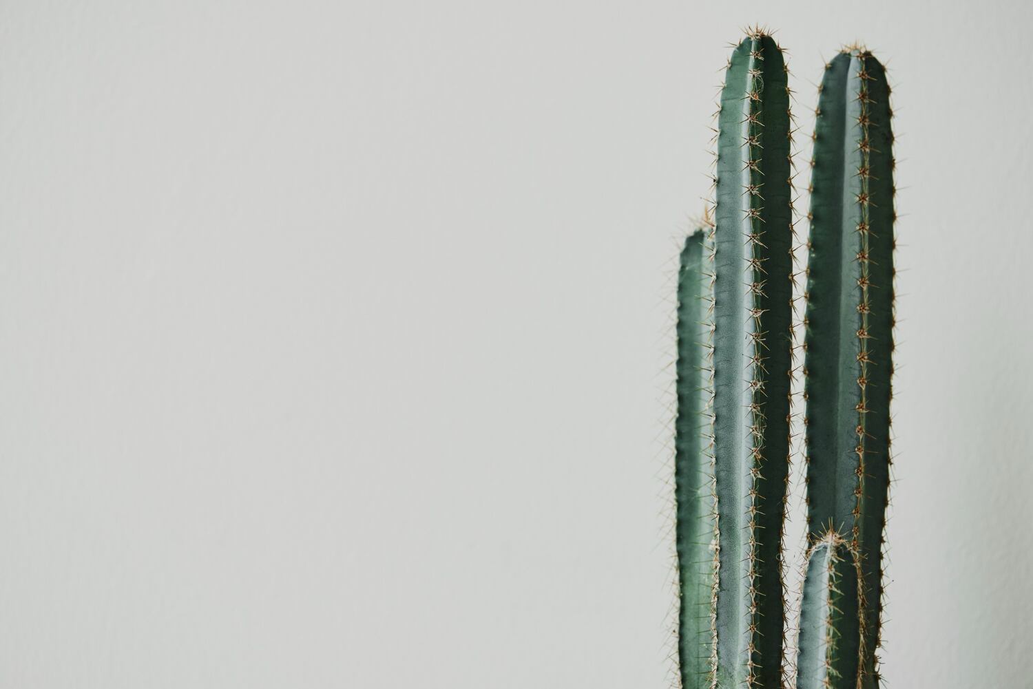 El cactus es una de las plantas que conviene no tener dentro de casa, según el Feng Shui. (Foto: Freepik).