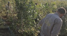 “Vamos a sacarla adelante”. La yerbatera La Hoja: quebró y quedó a la deriva, pero salió a flote con sus trabajadores