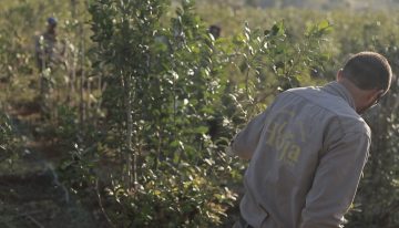 “Vamos a sacarla adelante”. La yerbatera La Hoja: quebró y quedó a la deriva, pero salió a flote con sus trabajadores