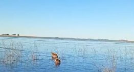 Carpinchos que patinan sobre el hielo: la tierna postal que dejó la ola polar en los Esteros del Iberá
