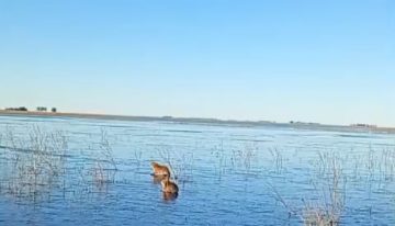 Carpinchos que patinan sobre el hielo: la tierna postal que dejó la ola polar en los Esteros del Iberá