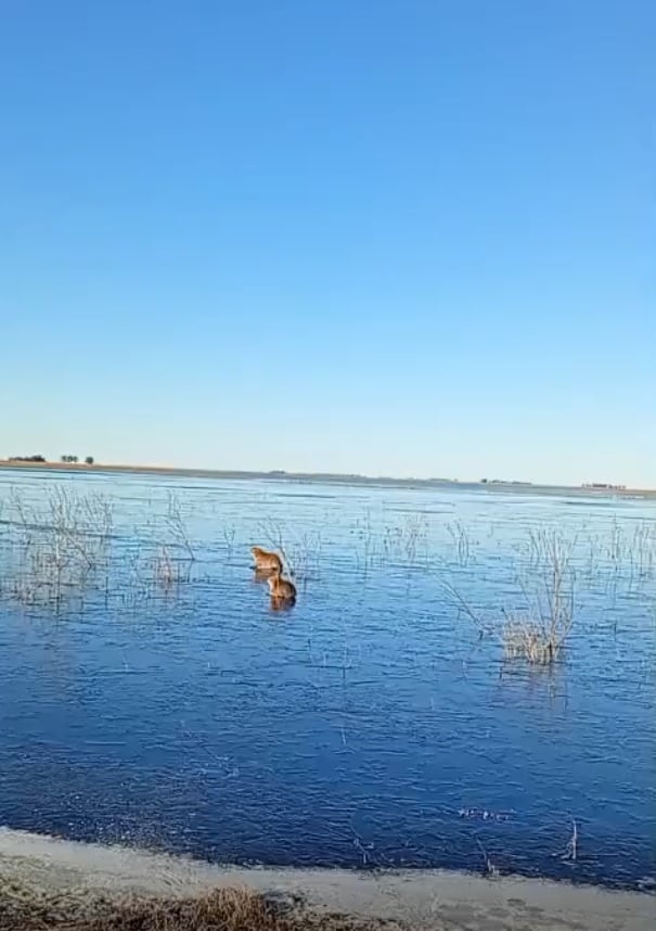 Carpinchos sobre el hielo: la tierna postal que dejó la ola polar en Corrientes. (Foto: captura de video de X/@NorteCtes).