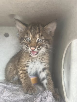 El animal se acurrucó en el living de la familia tras ser rescatado
