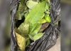 Quisieron ingresar a EE.UU. con estas frutas y comida, pero la CBP los revisó y aplicó la multa