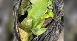 Quisieron ingresar a EE.UU. con estas frutas y comida, pero la CBP los revisó y aplicó la multa