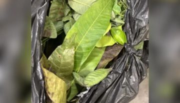 Quisieron ingresar a EE.UU. con estas frutas y comida, pero la CBP los revisó y aplicó la multa