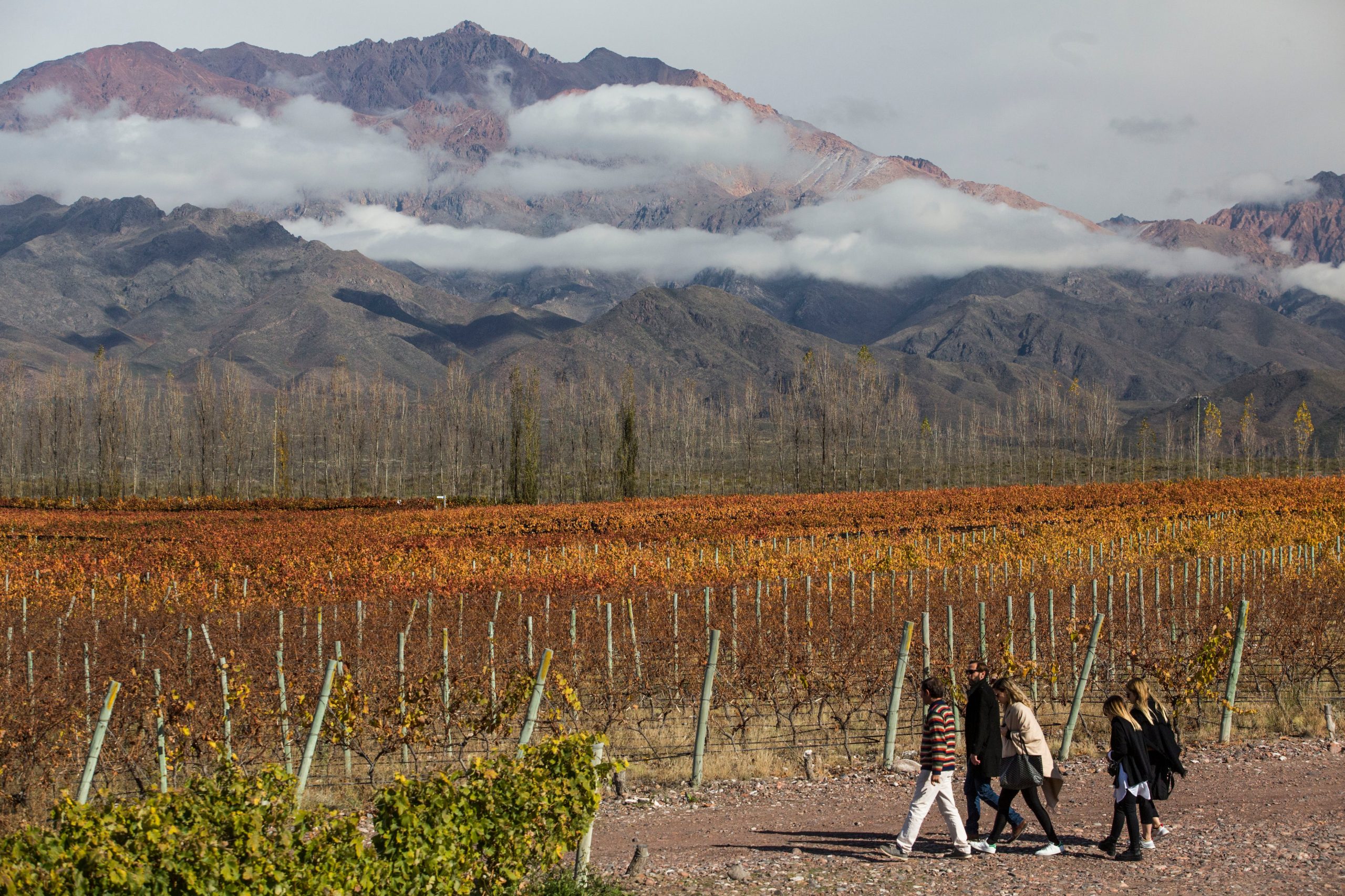 El proyecto ofrece la posibilidad de adquirir parcelas de viñedo orgánico dentro de la finca para elaborar vino.