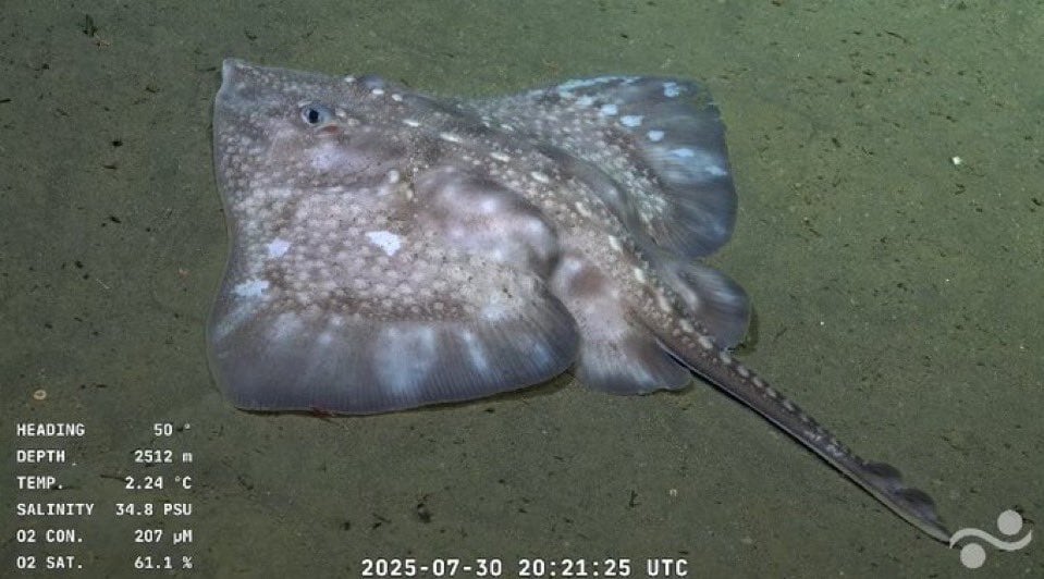 Imagen submarina captada por el vehículo operado remotamente (ROV) SuBastian
