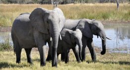 Terror en un safari de África: dos turistas murieron tras ser atacadas por un elefante durante una excursión