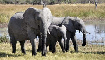 Terror en un safari de África: dos turistas murieron tras ser atacadas por un elefante durante una excursión