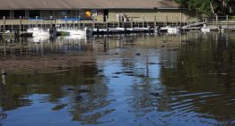 No es en Florida: cientos de caimanes sorprendieron a visitantes tras rodear el muelle de un conocido parque en EE.UU.