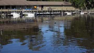 No es en Florida: cientos de caimanes sorprendieron a visitantes tras rodear el muelle de un conocido parque en EE.UU.