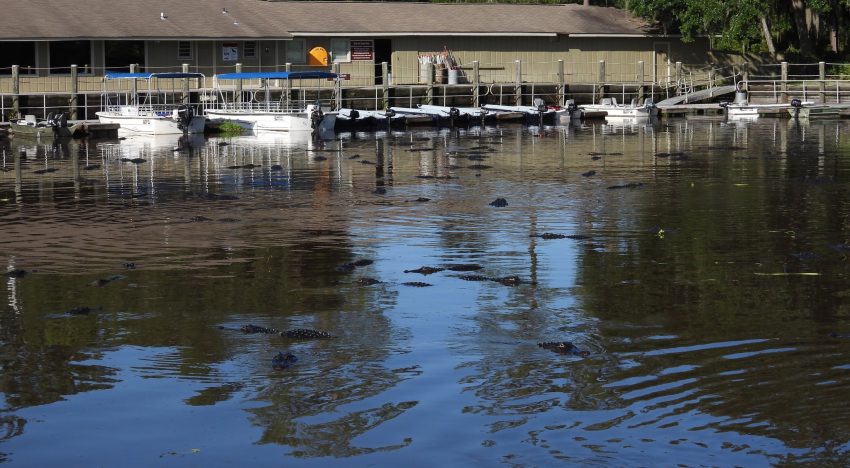 No es en Florida: cientos de caimanes sorprendieron a visitantes tras rodear el muelle de un conocido parque en EE.UU.