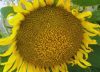 El girasol proyecta su segunda mayor siembra en 20 años