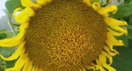 El girasol proyecta su segunda mayor siembra en 20 años