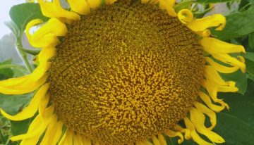 El girasol proyecta su segunda mayor siembra en 20 años