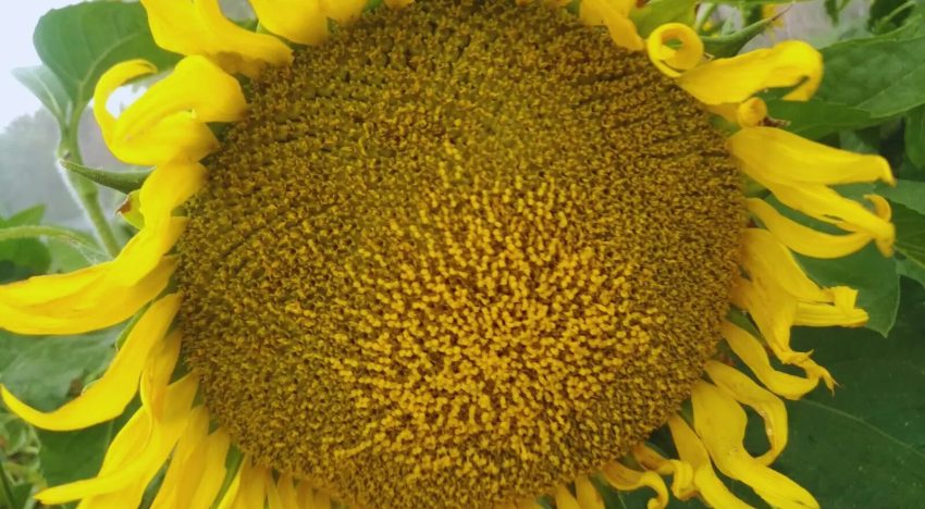 El girasol proyecta su segunda mayor siembra en 20 años