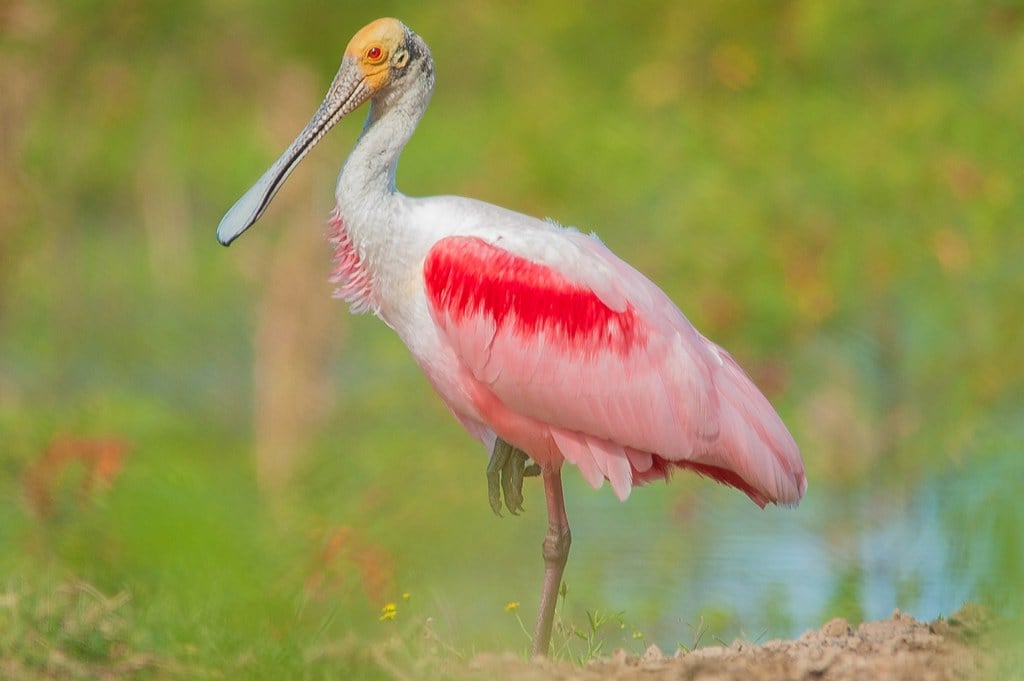 La espátula rosada le aporta color a los campos.