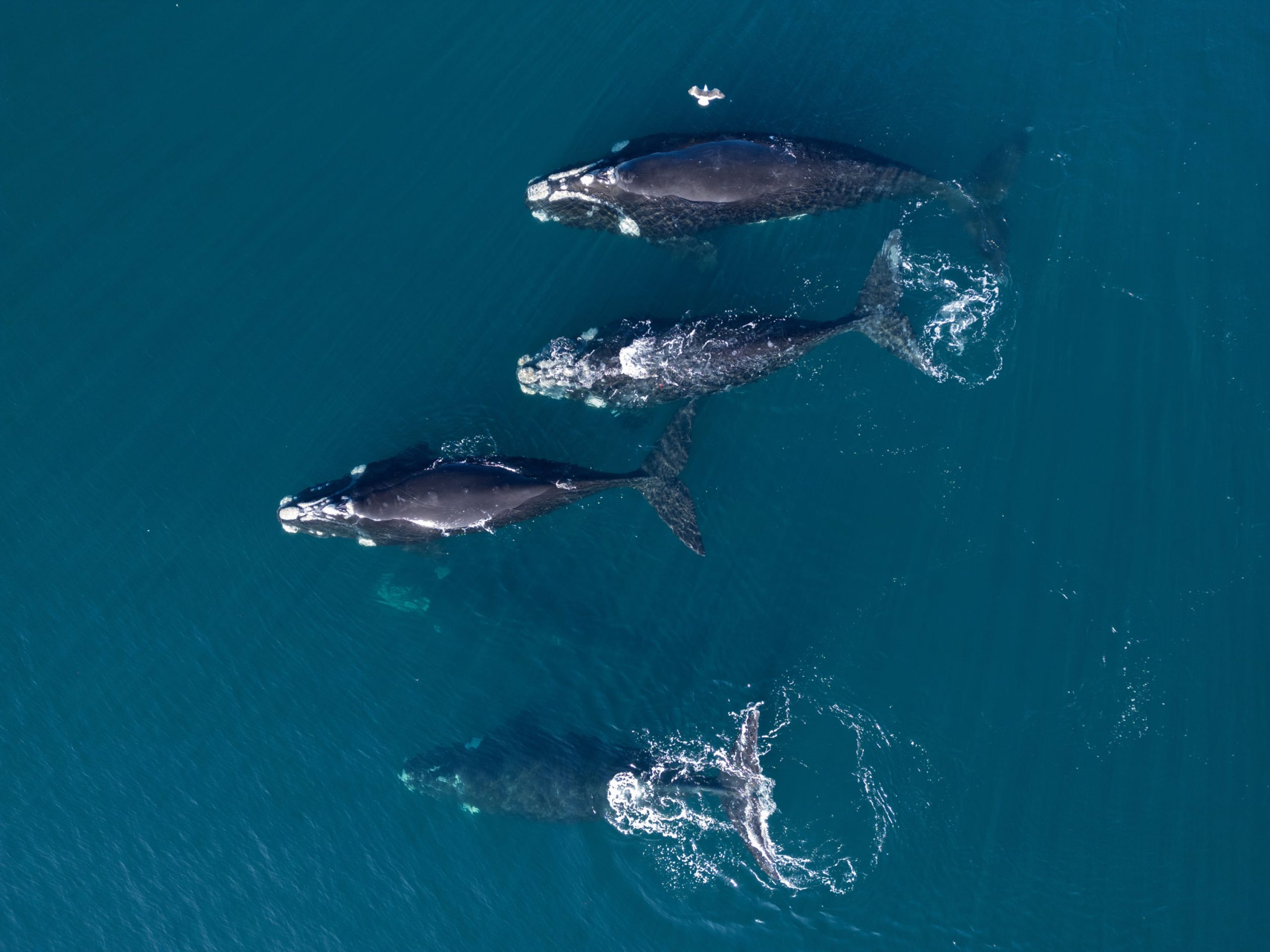 Ballena franca austral