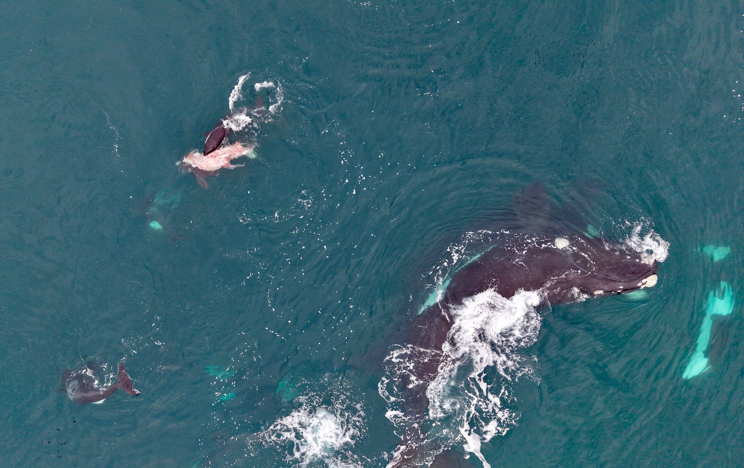 Cerca de tres horas estuvieron las orcas comiéndose la cría 