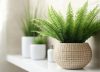 Nunca tengas esta planta en casa: pueden atraer garrapatas y afectar a tu mascota