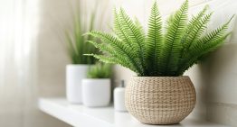 Nunca tengas esta planta en casa: pueden atraer garrapatas y afectar a tu mascota