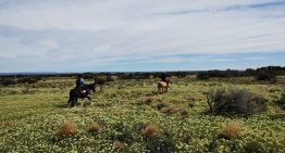 Como en Atacama: el extraño y poco conocido fenómeno de la estepa florecida