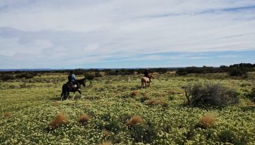 Como en Atacama: el extraño y poco conocido fenómeno de la estepa florecida