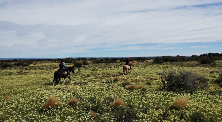 Como en Atacama: el extraño y poco conocido fenómeno de la estepa florecida