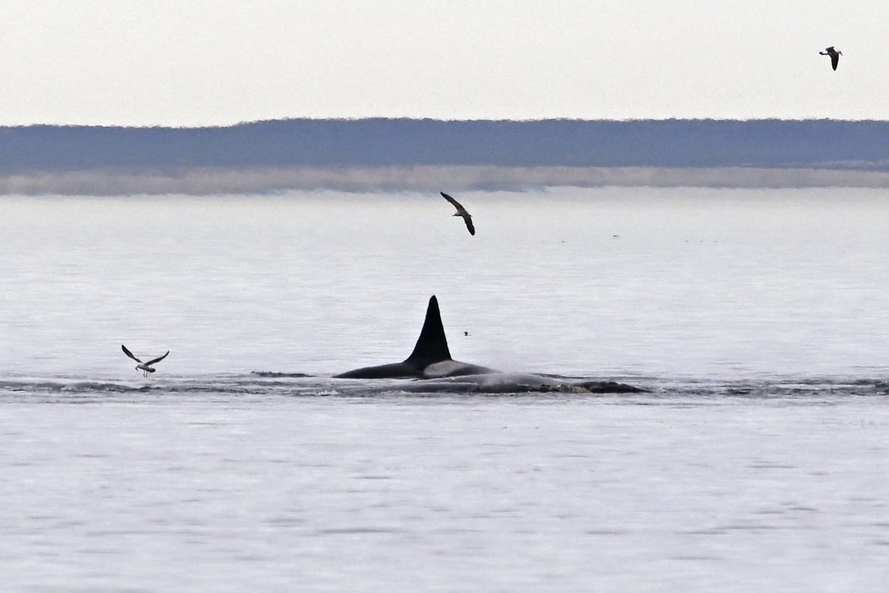 Son 30 las orcas residentes que viven en todo el área de Península Valdés y se dividen en grupos familiares