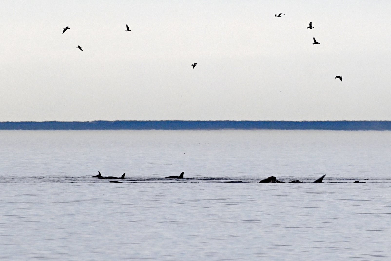 Orcas a la vista desde la costa de la Playa El Doradillo, cerca de Puerto Madryn