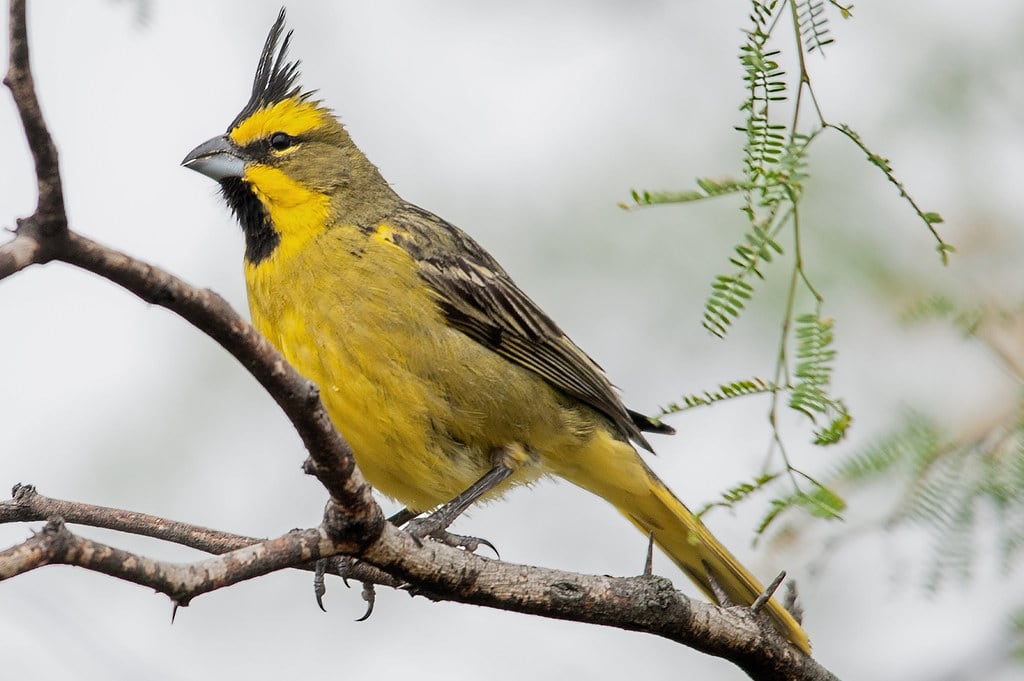 El cardenal amarillo está entre las figuritas difíciles de Ceibas.