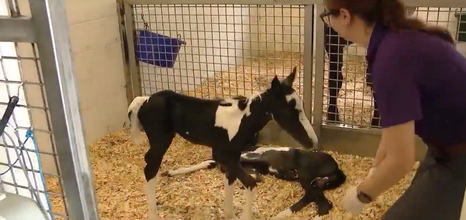 Tanto los gemelos potrillos como la madre se encuentran bajo cuidado de expertos en el  Centro Médico Equino de Ocala