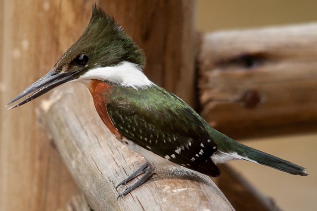 El martín pescador chico es una de las aves más simpáticas.
