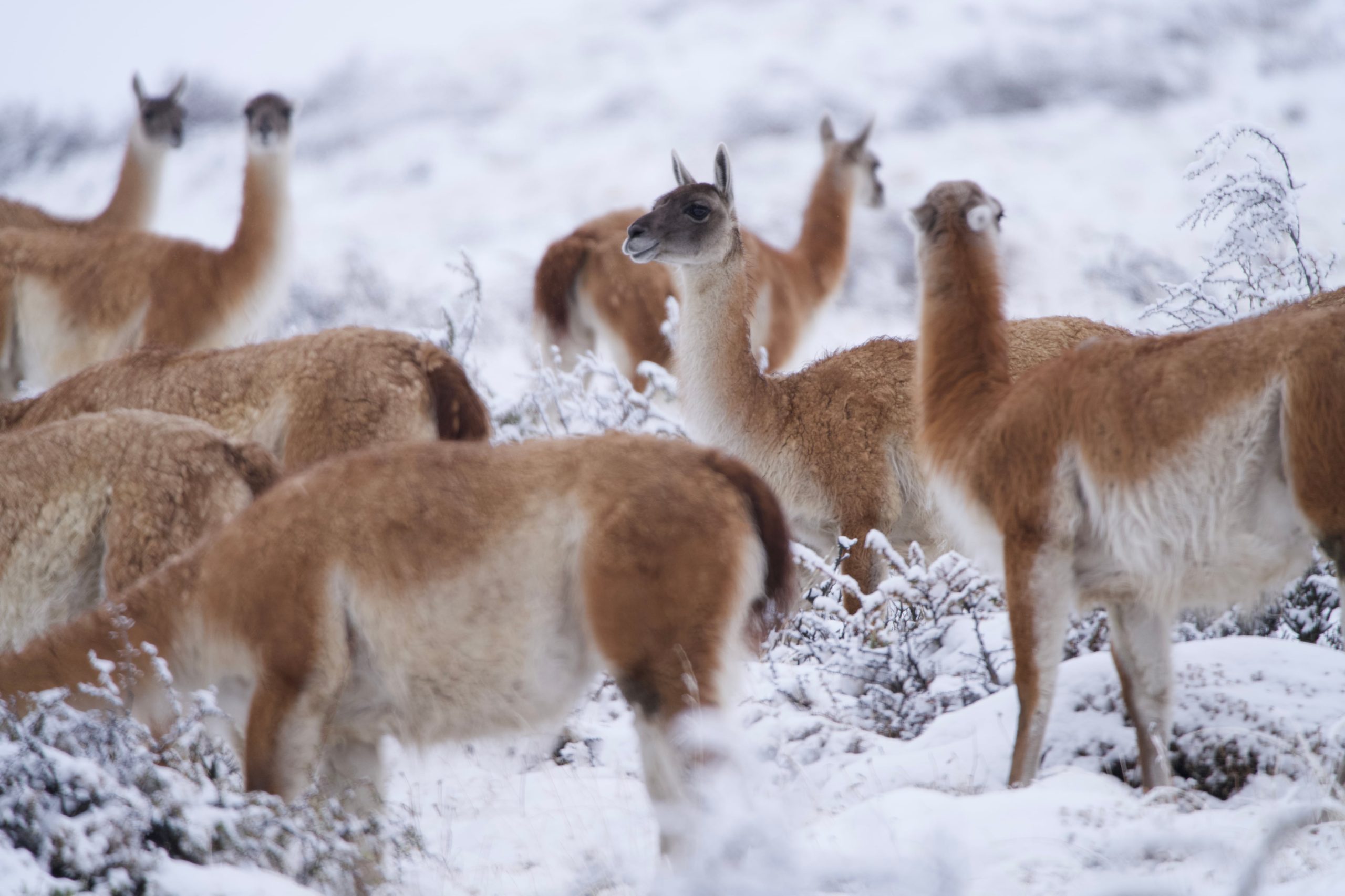 Los guanacos son la presa favorita del puma