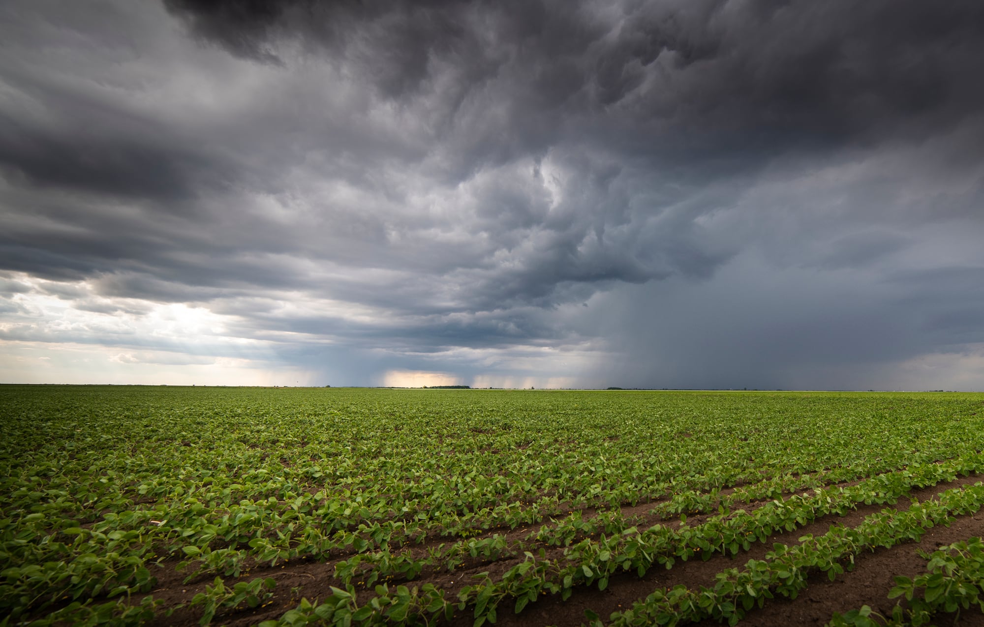 Las lluvias llegaron para aliviar al sector agropecuario
