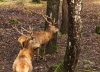 El hotel escondido en el bosque patagónico que invita a sentirse en una novela de Tolkien