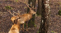 El hotel escondido en el bosque patagónico que invita a sentirse en una novela de Tolkien