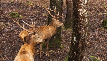 El hotel escondido en el bosque patagónico que invita a sentirse en una novela de Tolkien