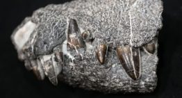 Kostensuchus atroz: el ‘cocodrilo feroz’ que devoraba dinosaurios en la Patagonia hace 70 millones de años