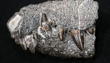 Kostensuchus atroz: el ‘cocodrilo feroz’ que devoraba dinosaurios en la Patagonia hace 70 millones de años