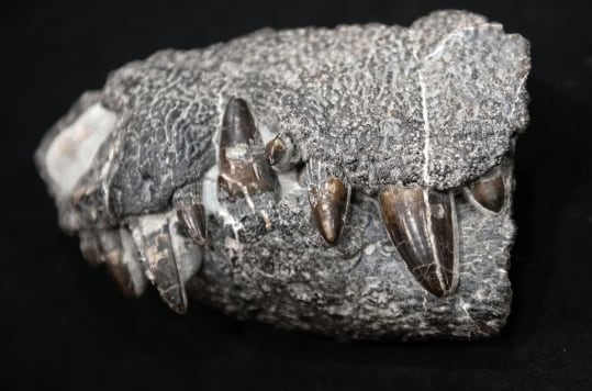Kostensuchus atroz: el ‘cocodrilo feroz’ que devoraba dinosaurios en la Patagonia hace 70 millones de años