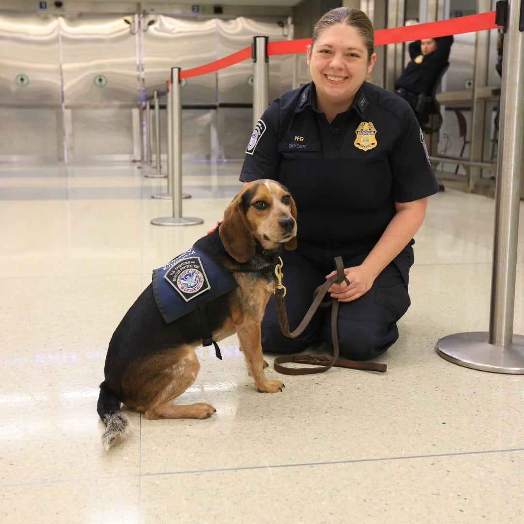 La CBP cuenta con el servicio de los perros detectores para hallar drogas, personas, dinero y otro tipo de cargas ilícitas