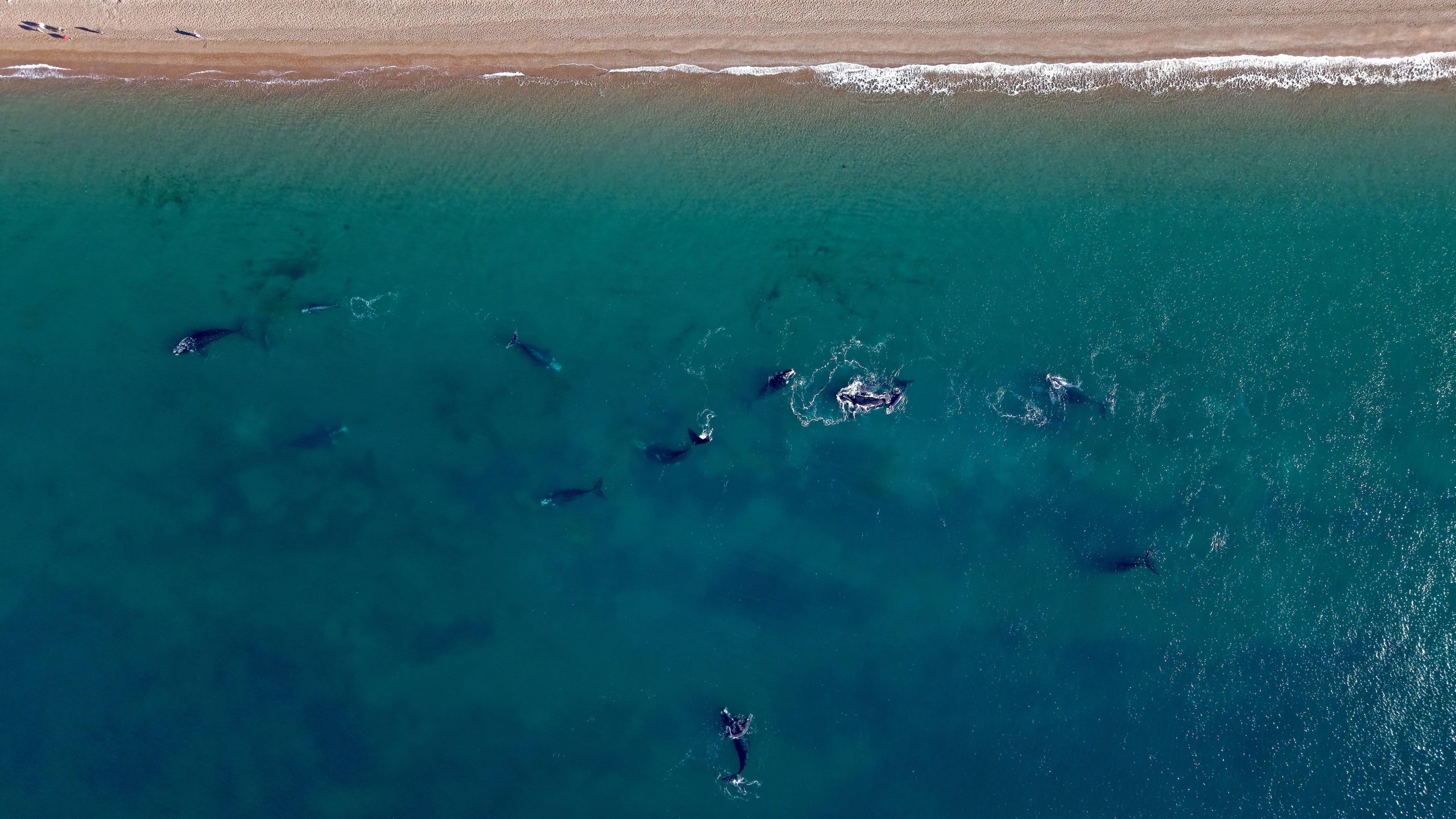 Esa mañana habían contado 144 ballenas en la zona y detectaron que su comportamiento era inusual