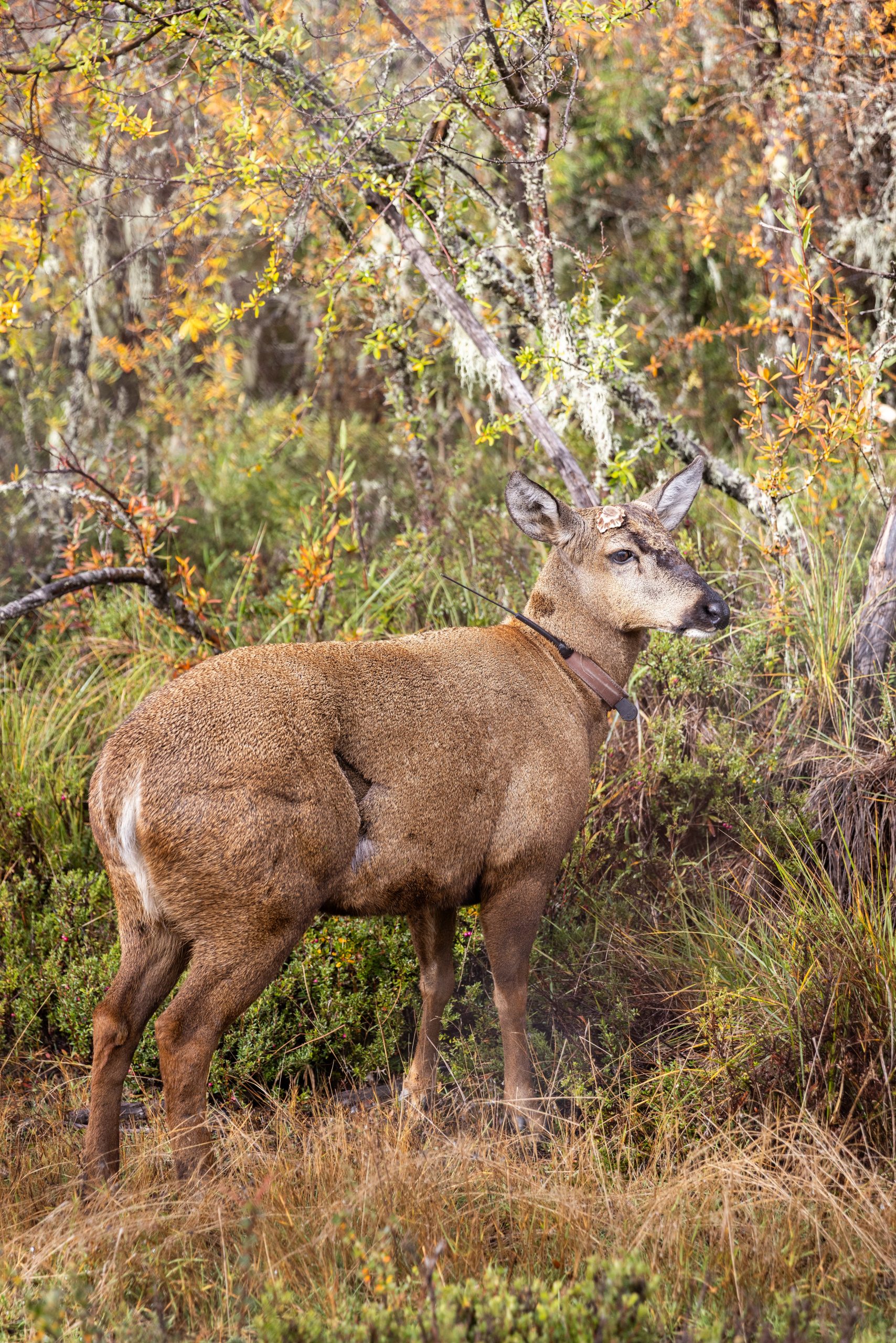El huemul es protagonista en la reserva