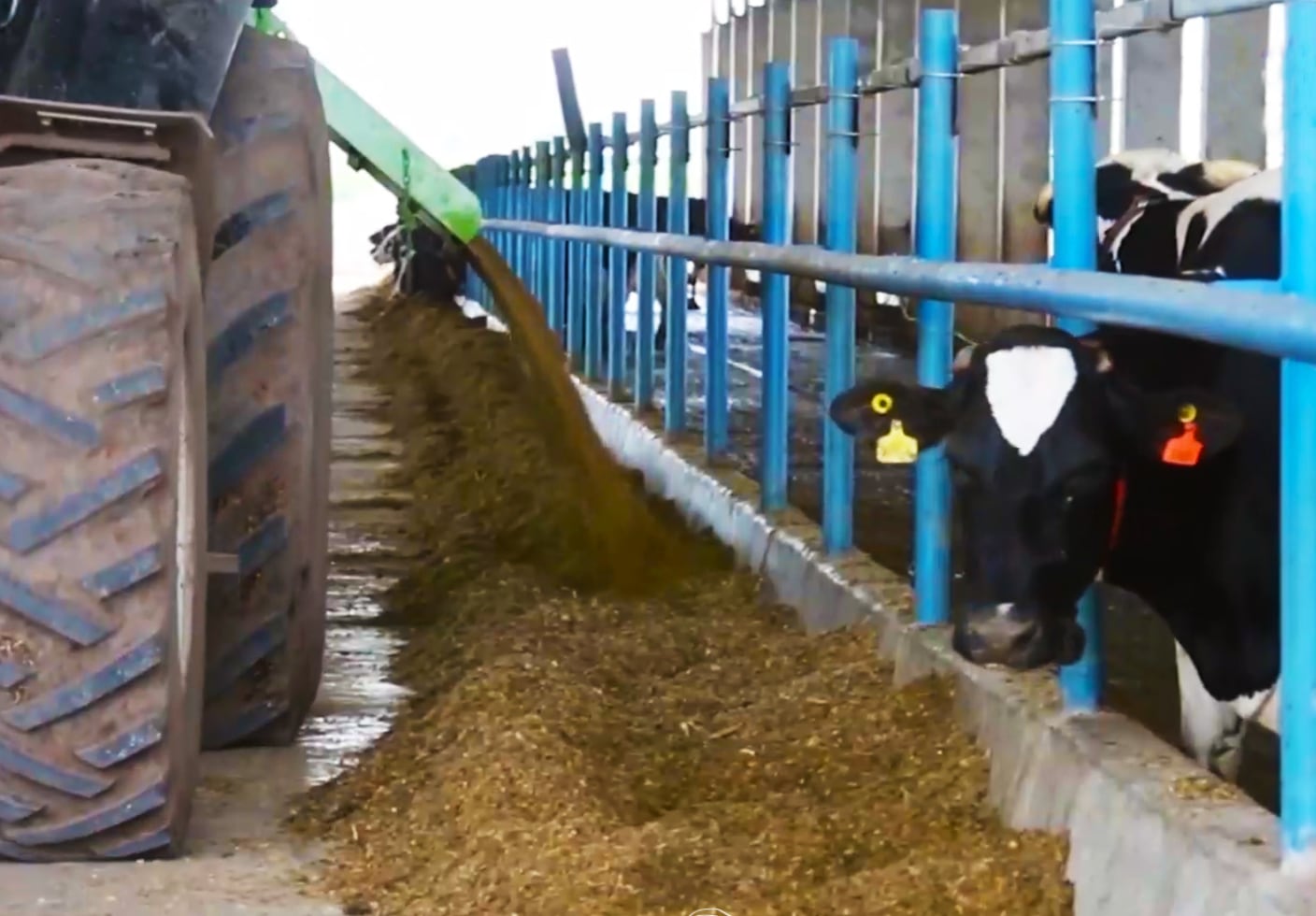 El tambo es estabulado y tienen unas 730 vacas en ordeñe