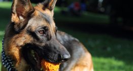 Entre el fogón encendido y las tranqueras  abiertas, los perros de campo forman parte del alma rural