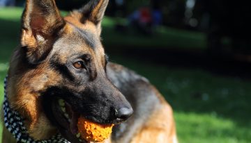 Entre el fogón encendido y las tranqueras  abiertas, los perros de campo forman parte del alma rural