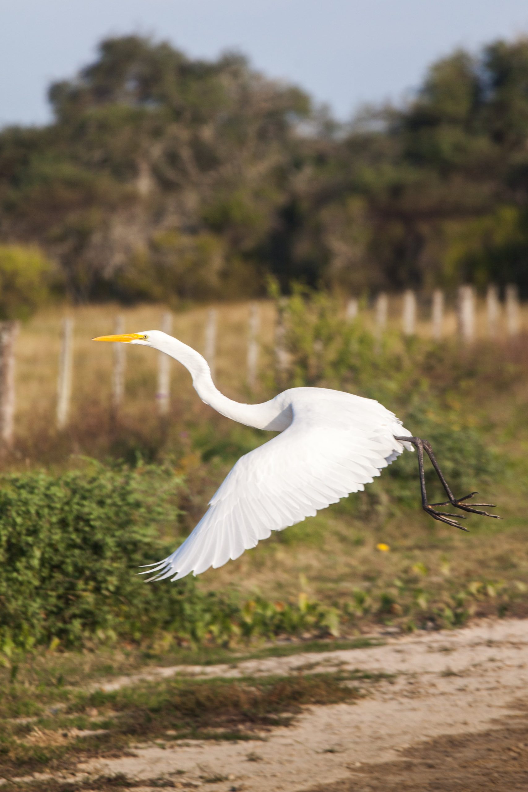 Garza blanca por los caminos de Ceibas.