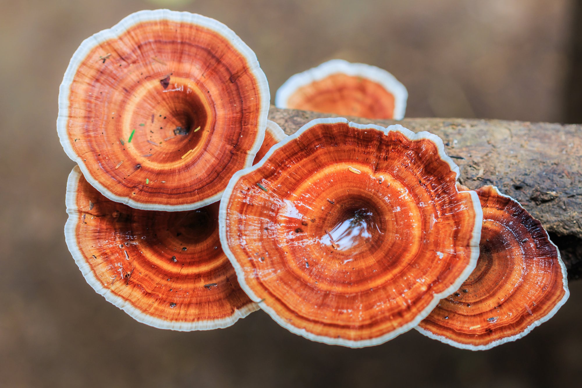 Al reishi se lo consume en múltiples formatos: cápsulas, extractos líquidos, polvos e incluso en infusiones